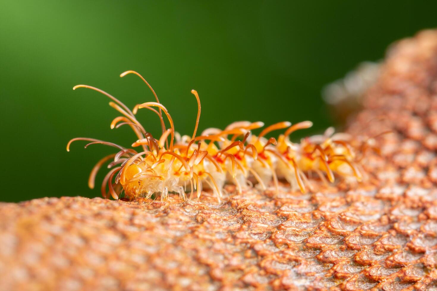 worm op een blad, close-upfoto foto