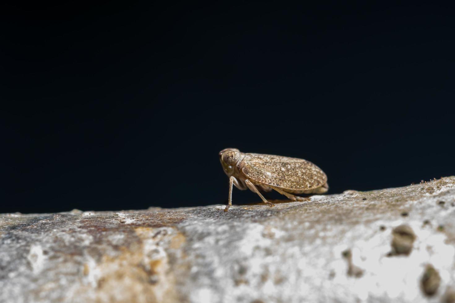 leafhopper op een boom foto