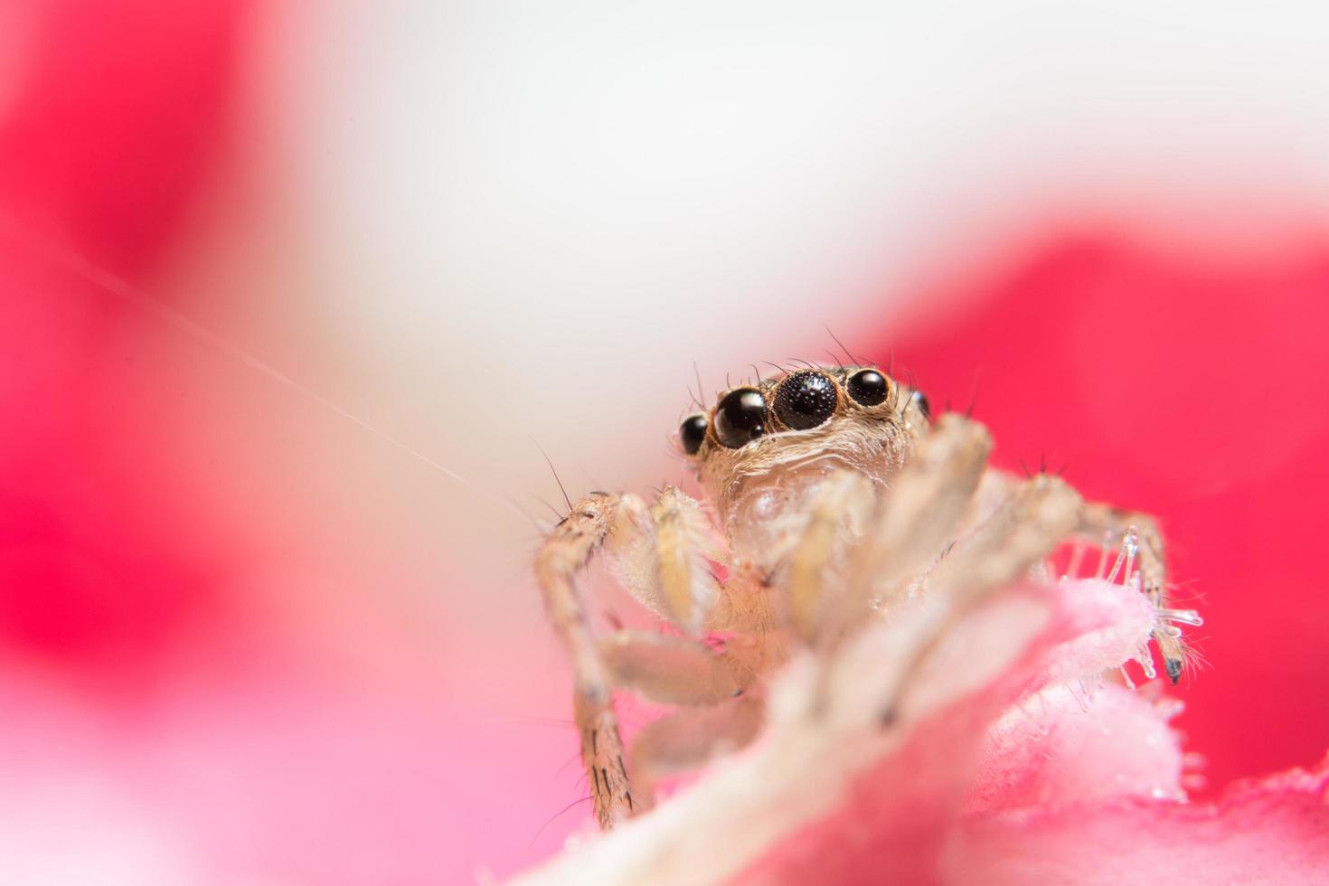 spin op een bloem foto