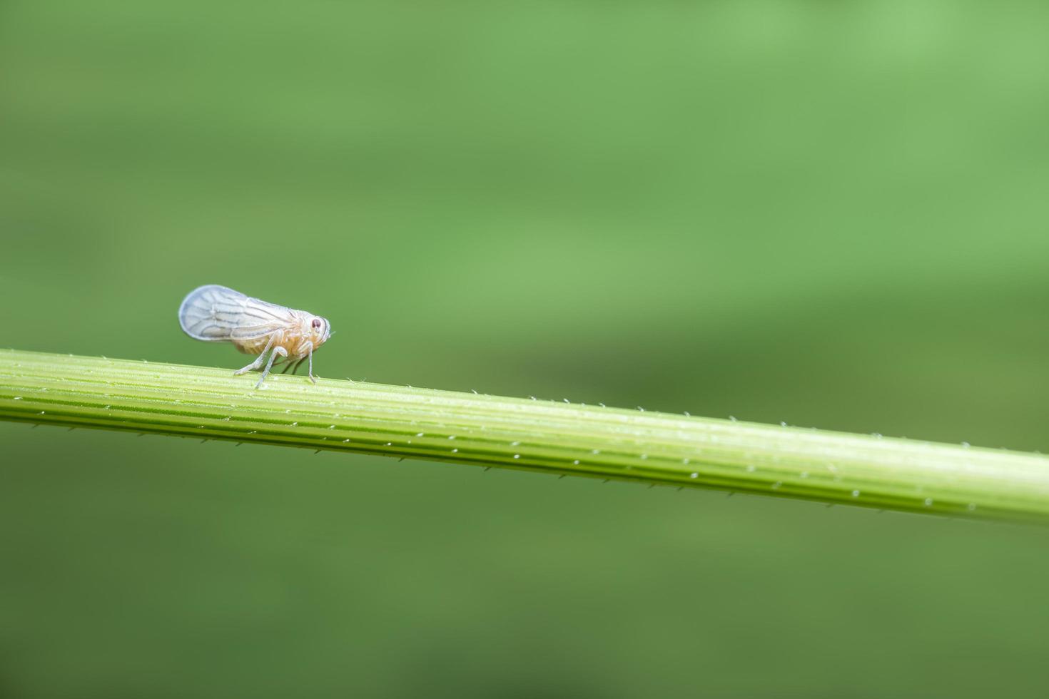 leafhopper op een plant foto