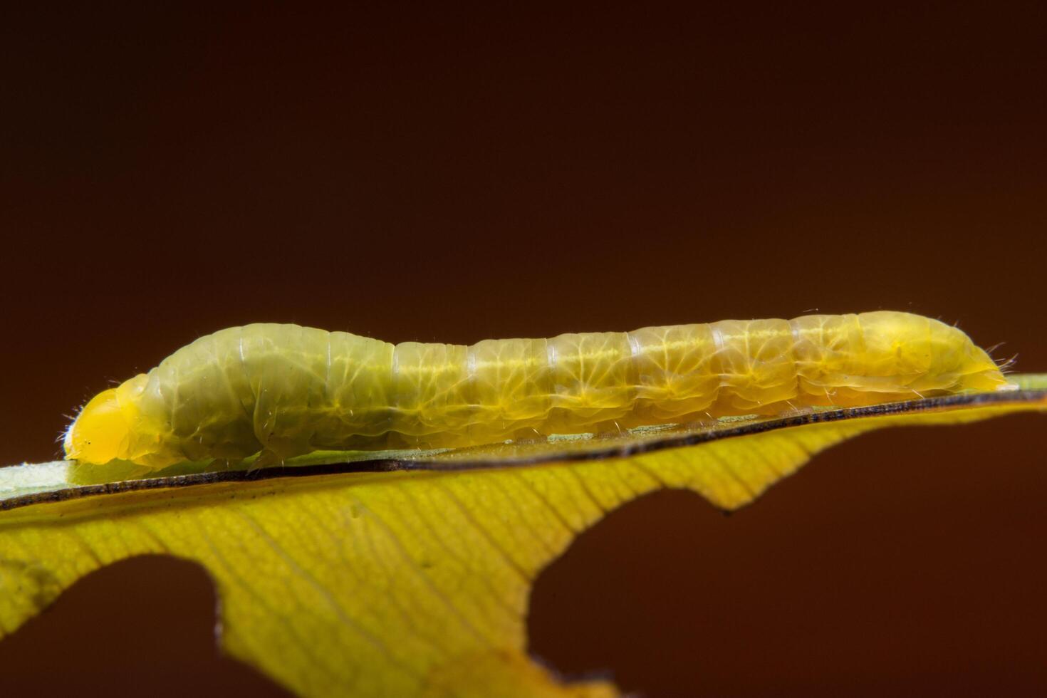 worm op een blad foto