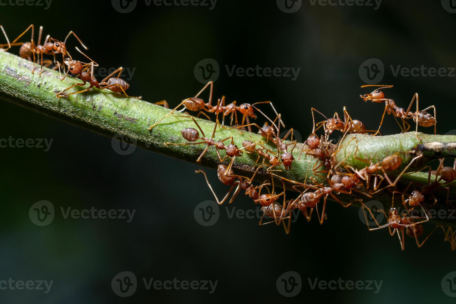 mieren op een plant foto