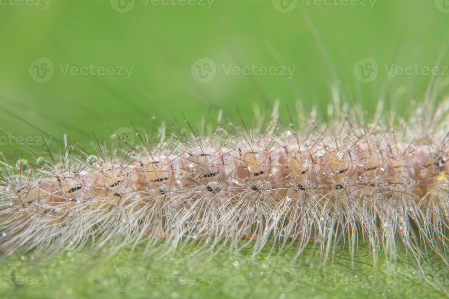 worm op een blad, close-upfoto foto