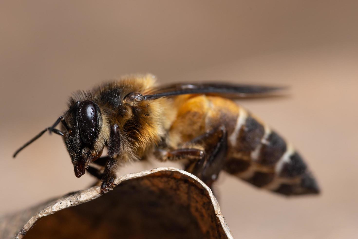 bij op een blad foto