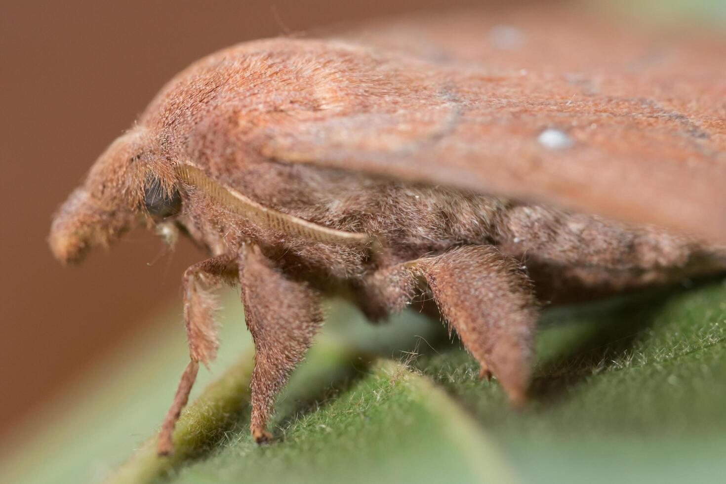 mot op een blad foto