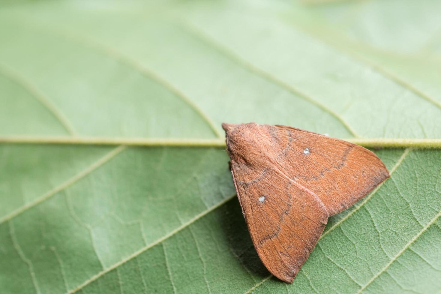 mot op een blad foto