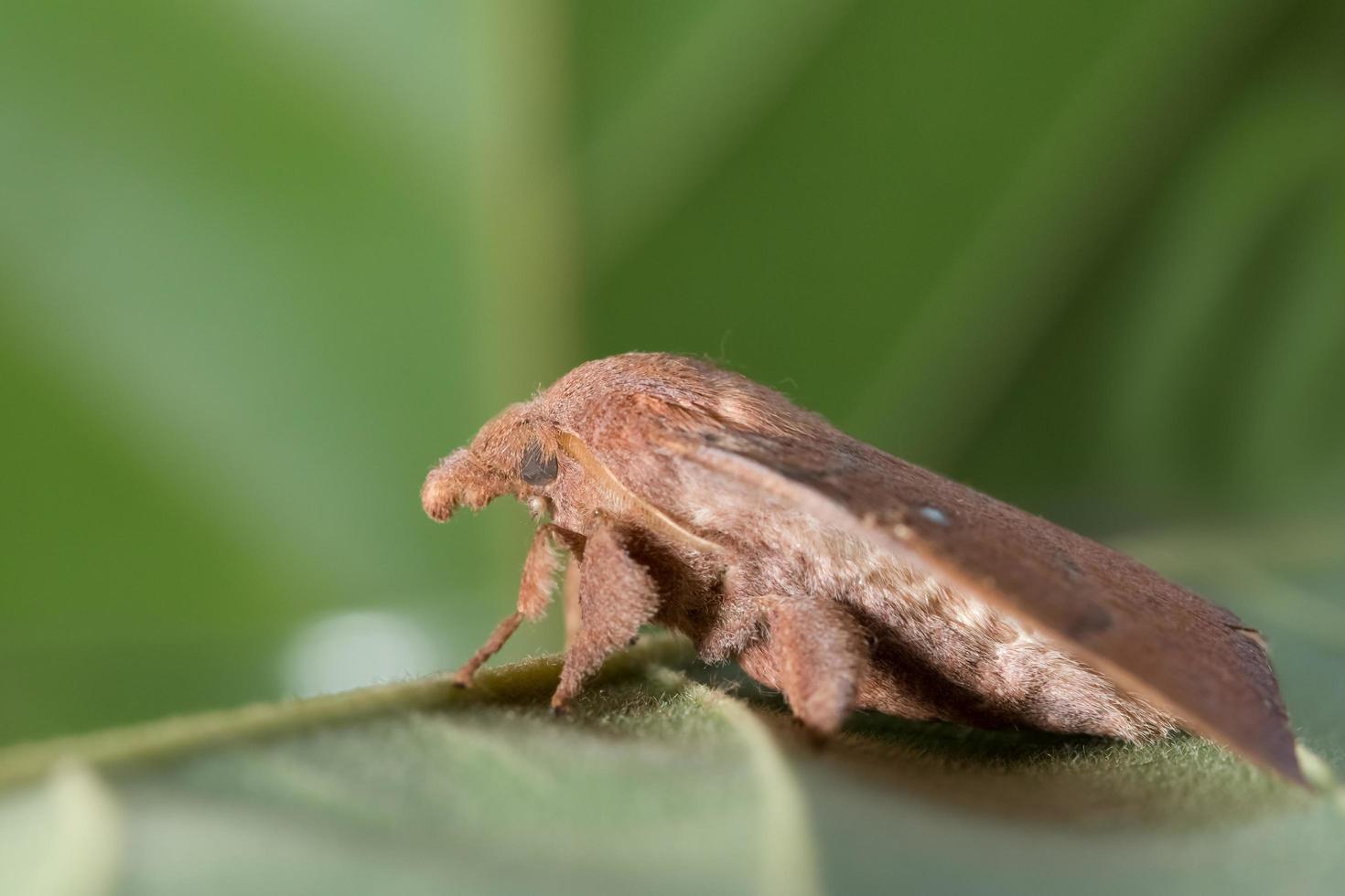 mot op een blad foto