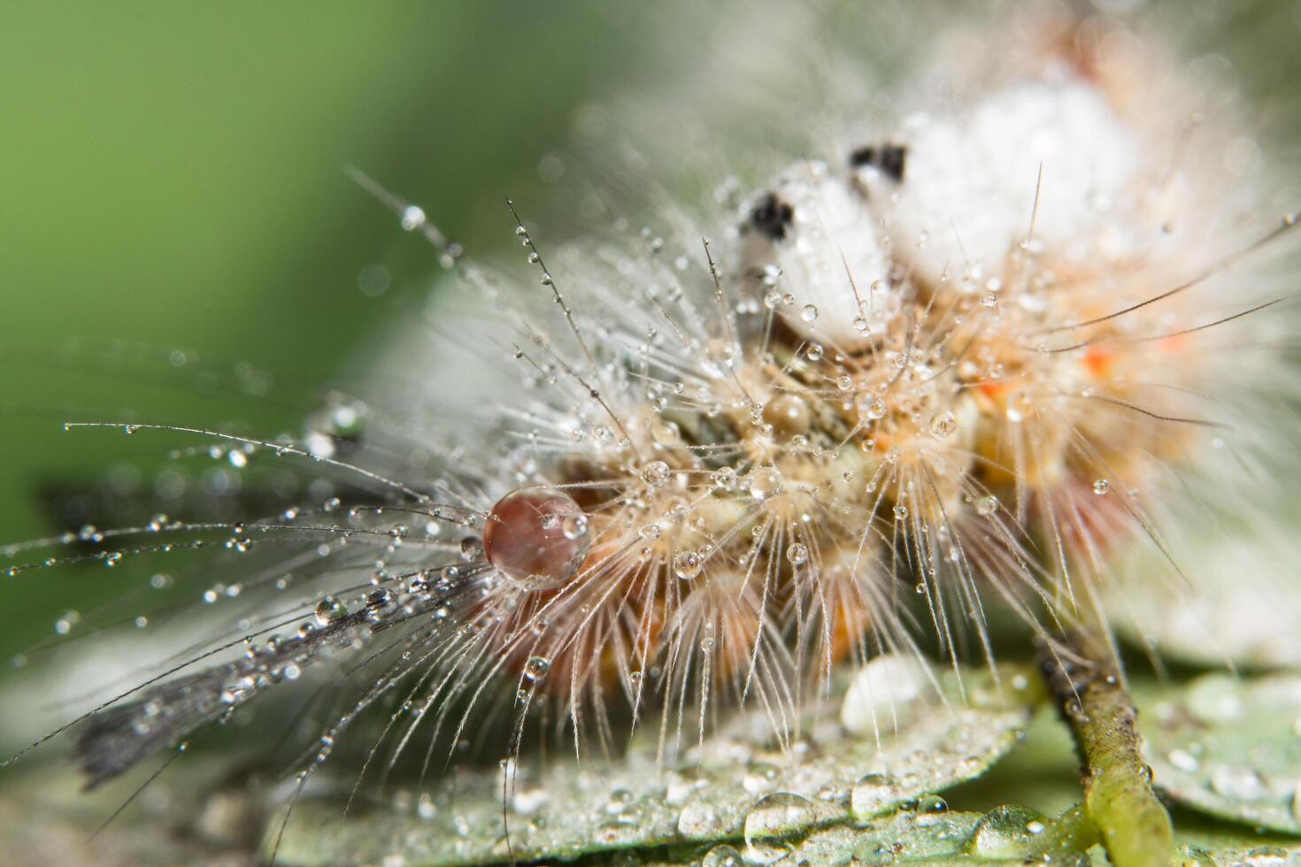 worm op een plant foto