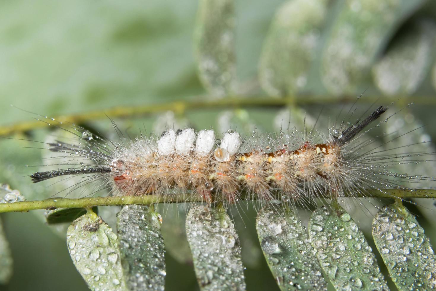 worm op een plant foto