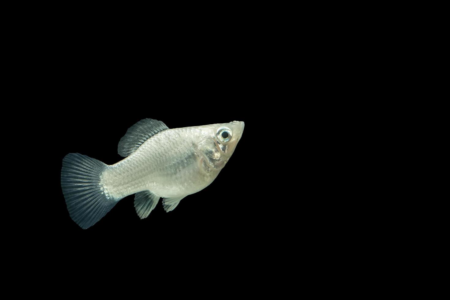 witte poeciliida op zwarte achtergrond foto