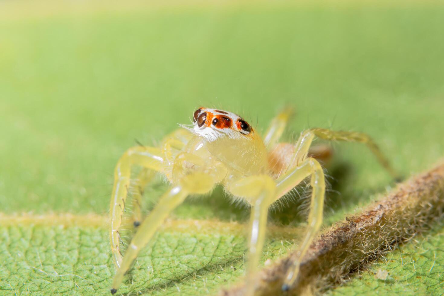 gele spin op groen blad foto