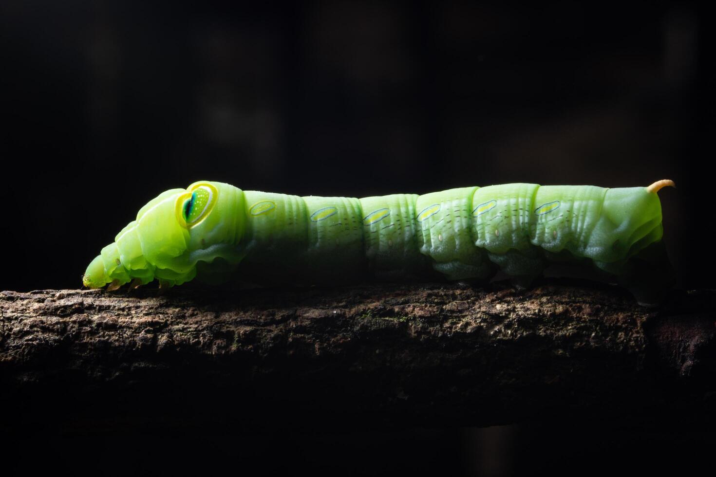 groene worm op een tak foto