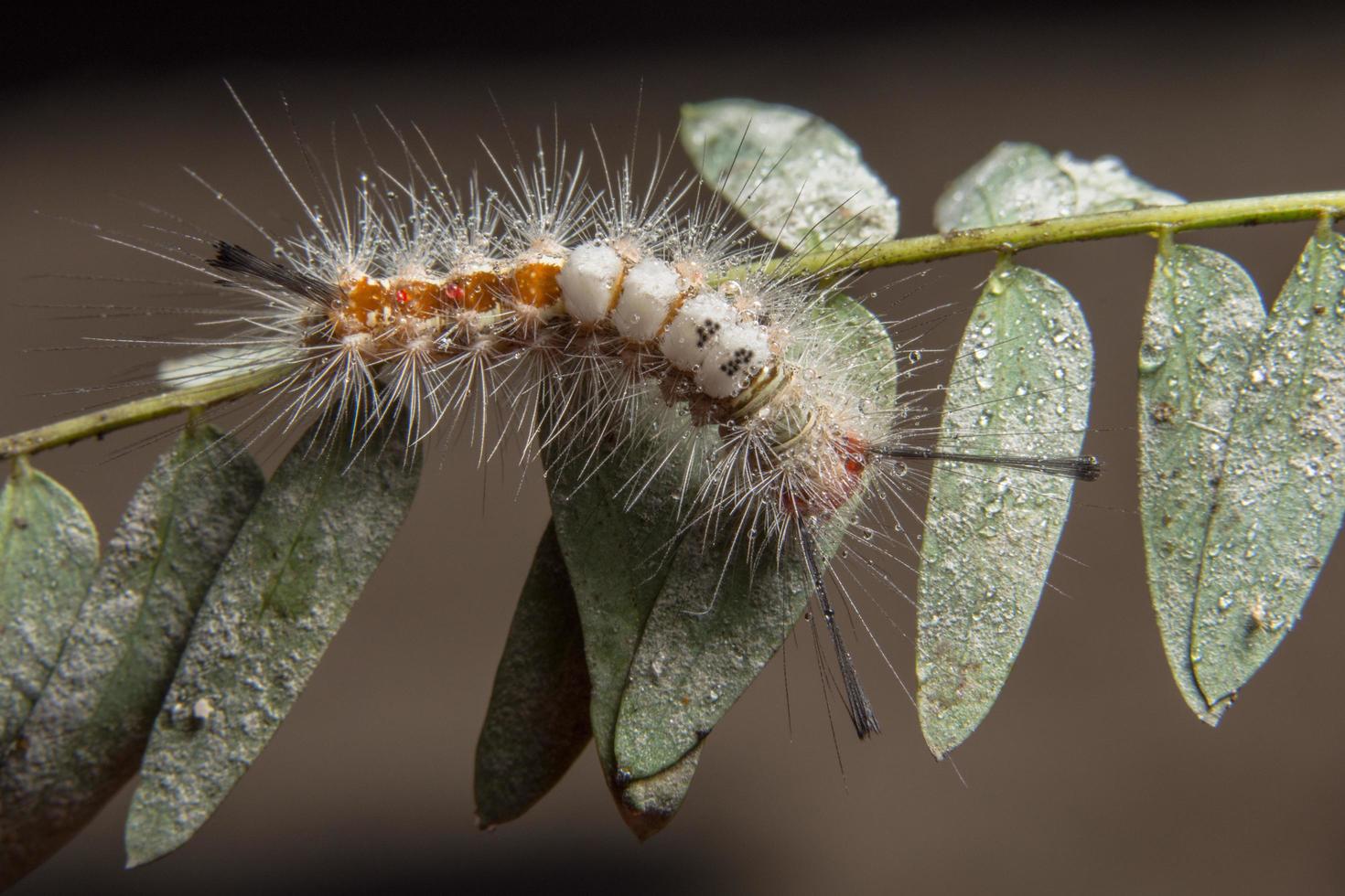 worm op een plant foto