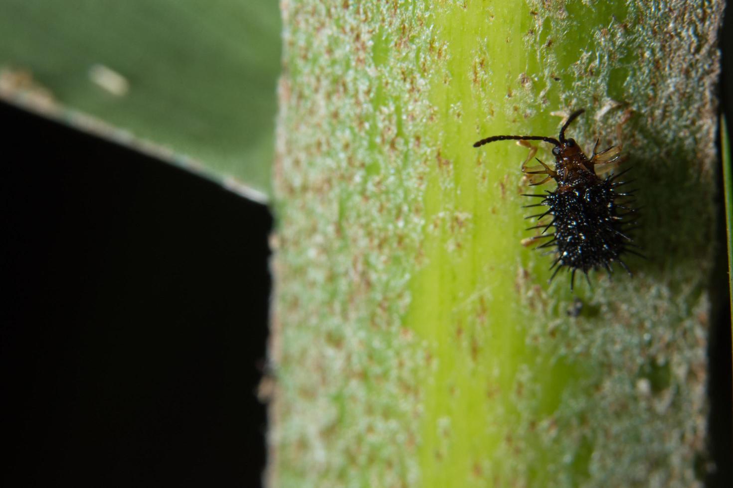 insect op een blad foto