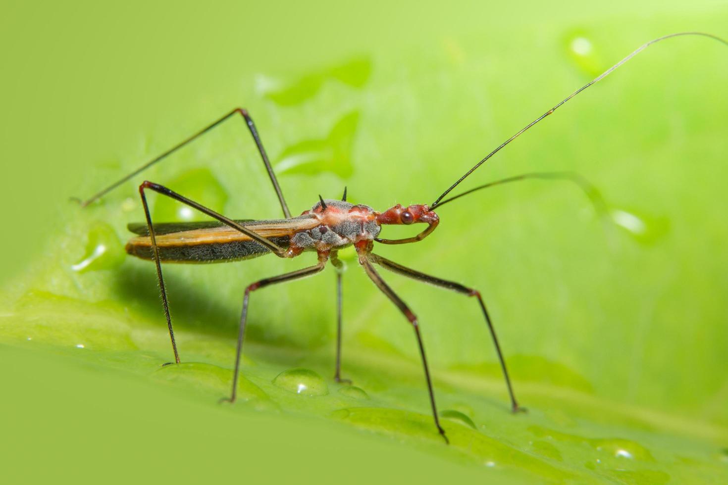 insect op een blad foto