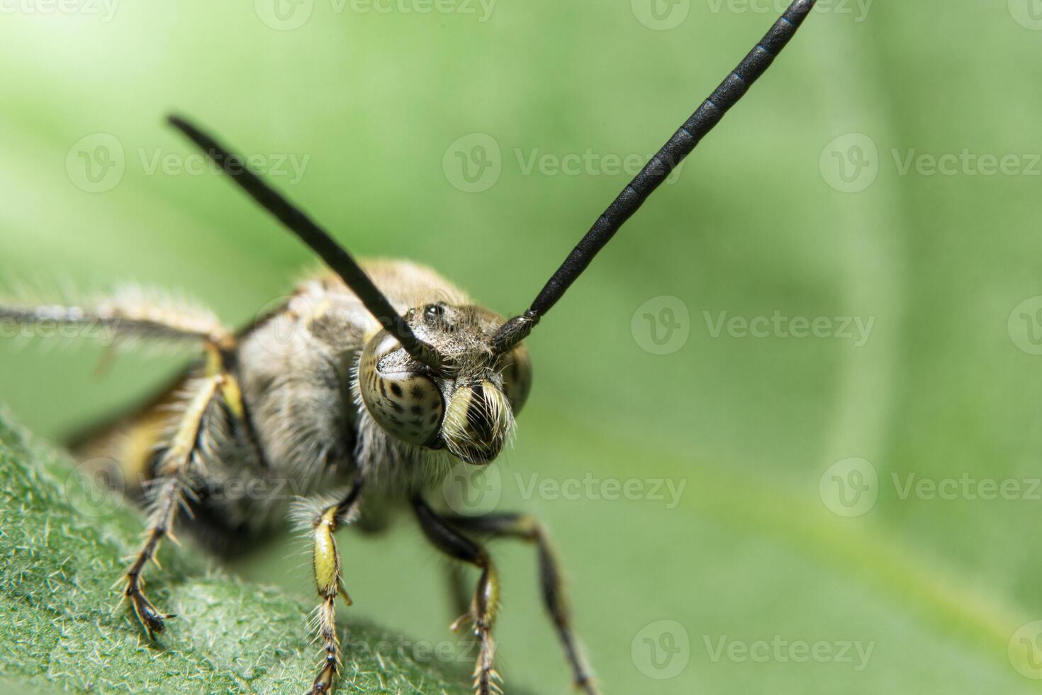 insect op een blad foto