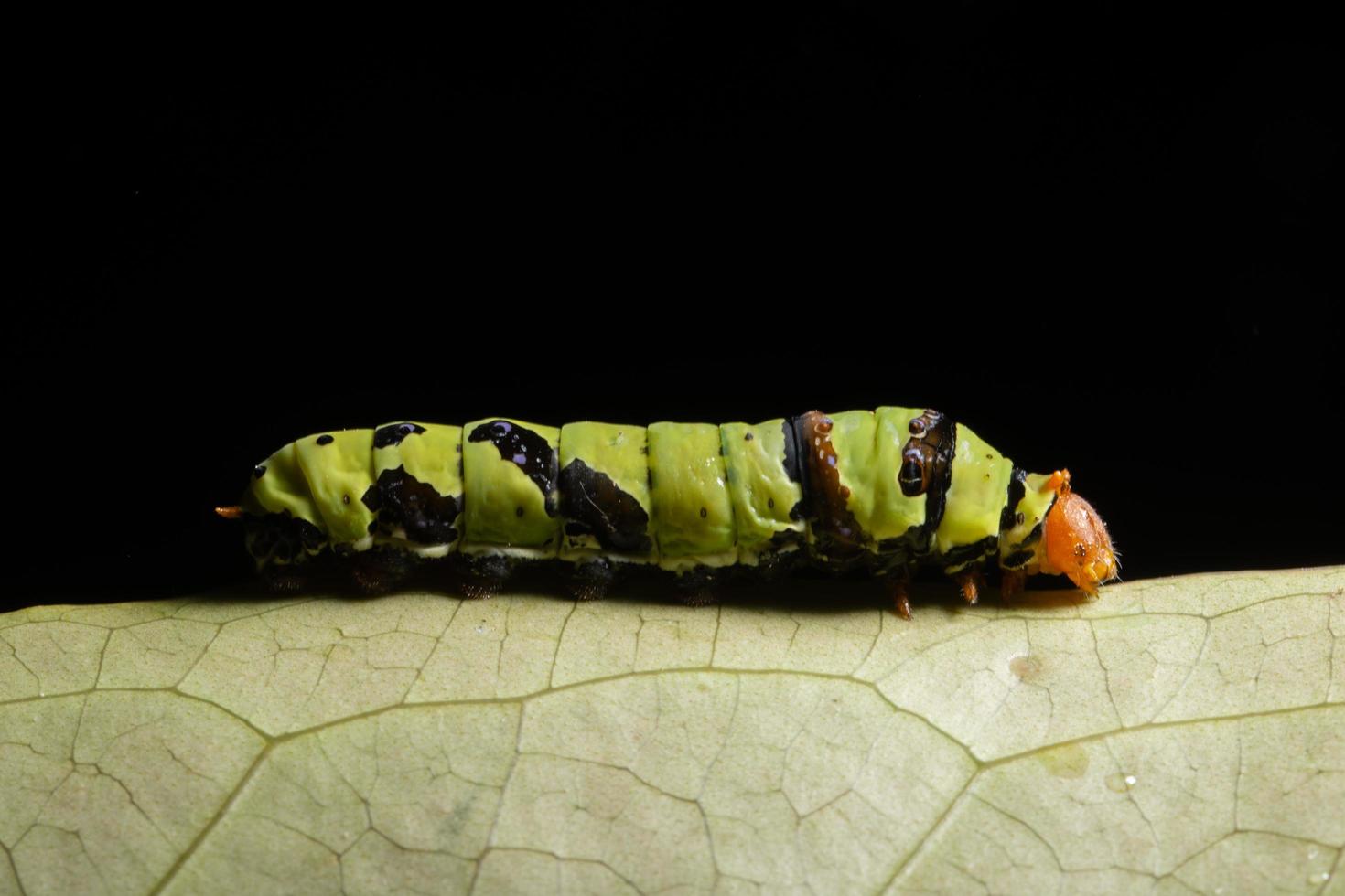 groene worm op een tak foto