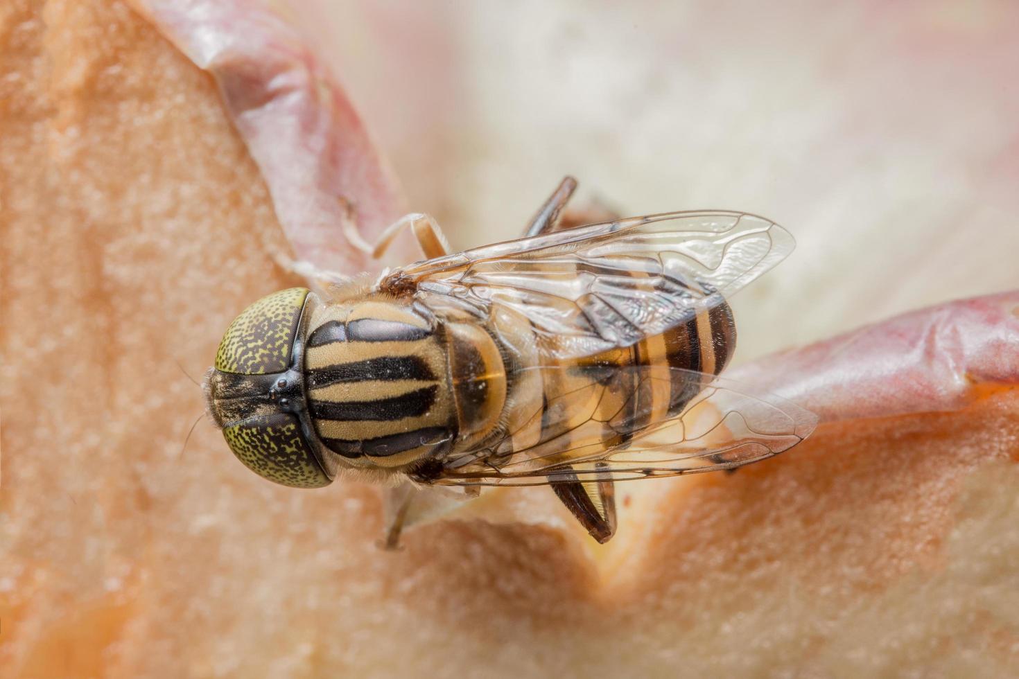 tabanus sulcifrons insectenclose-up foto