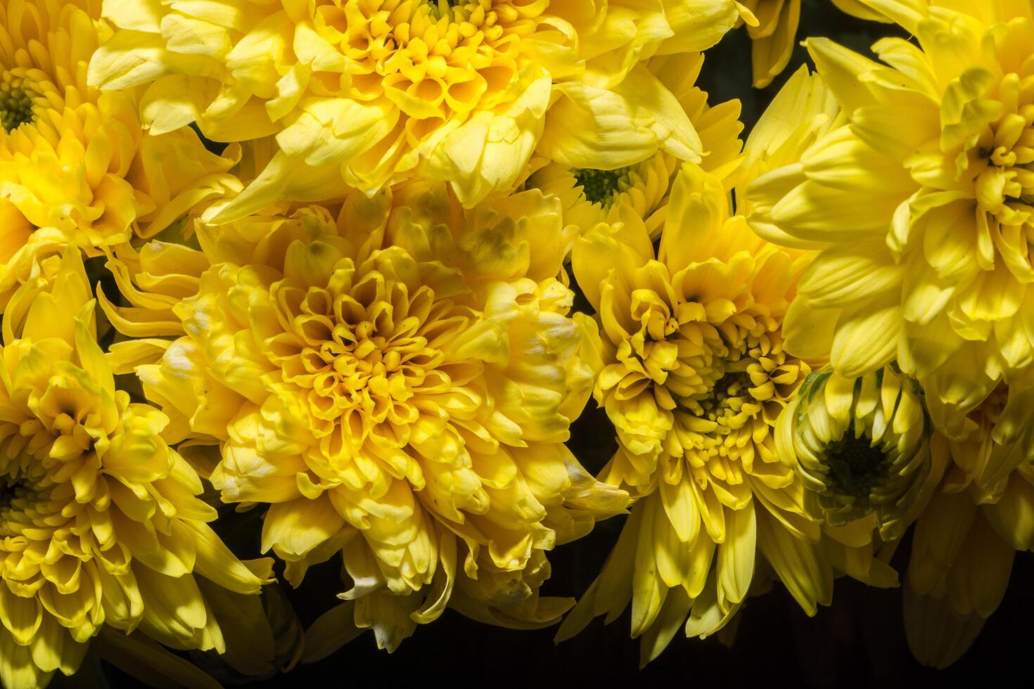 gele chrysanthemum bloem foto