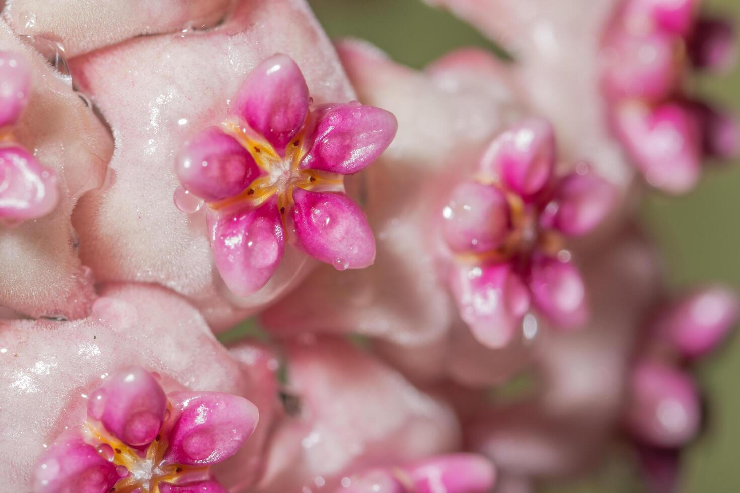 hoya bloemclose-up foto