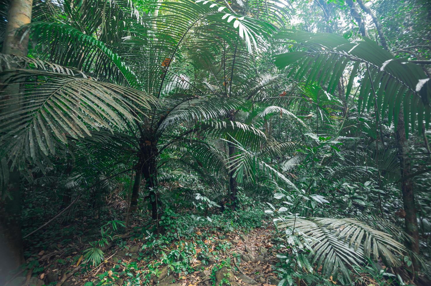 weelderige tropische bosvegetatie foto
