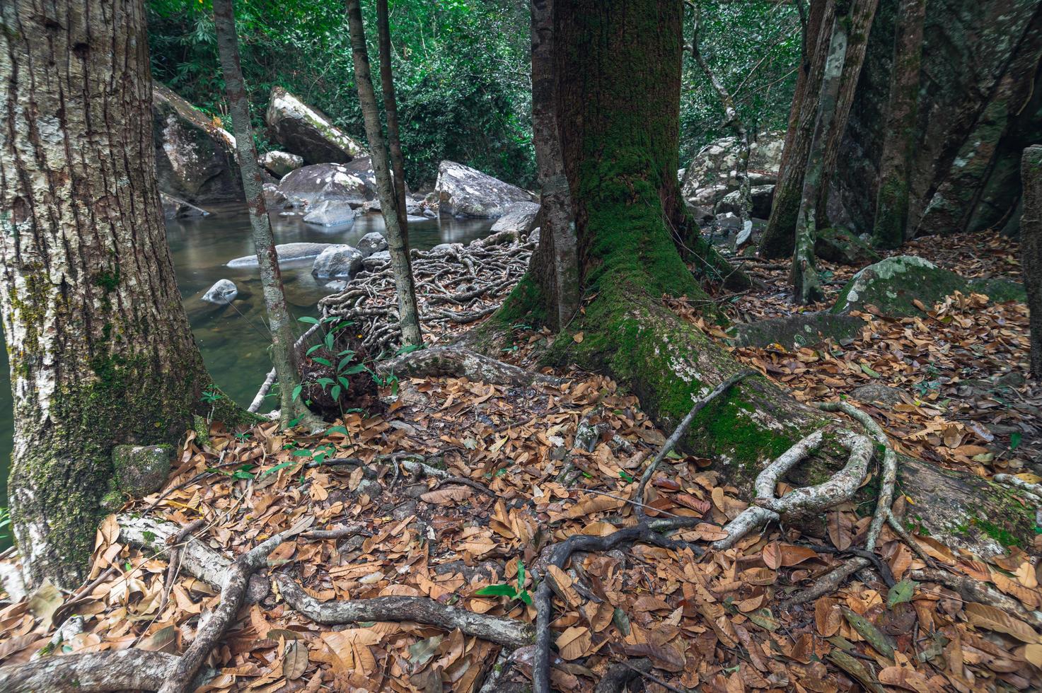 bomen in het nationale park van de waterval van khao chamao foto