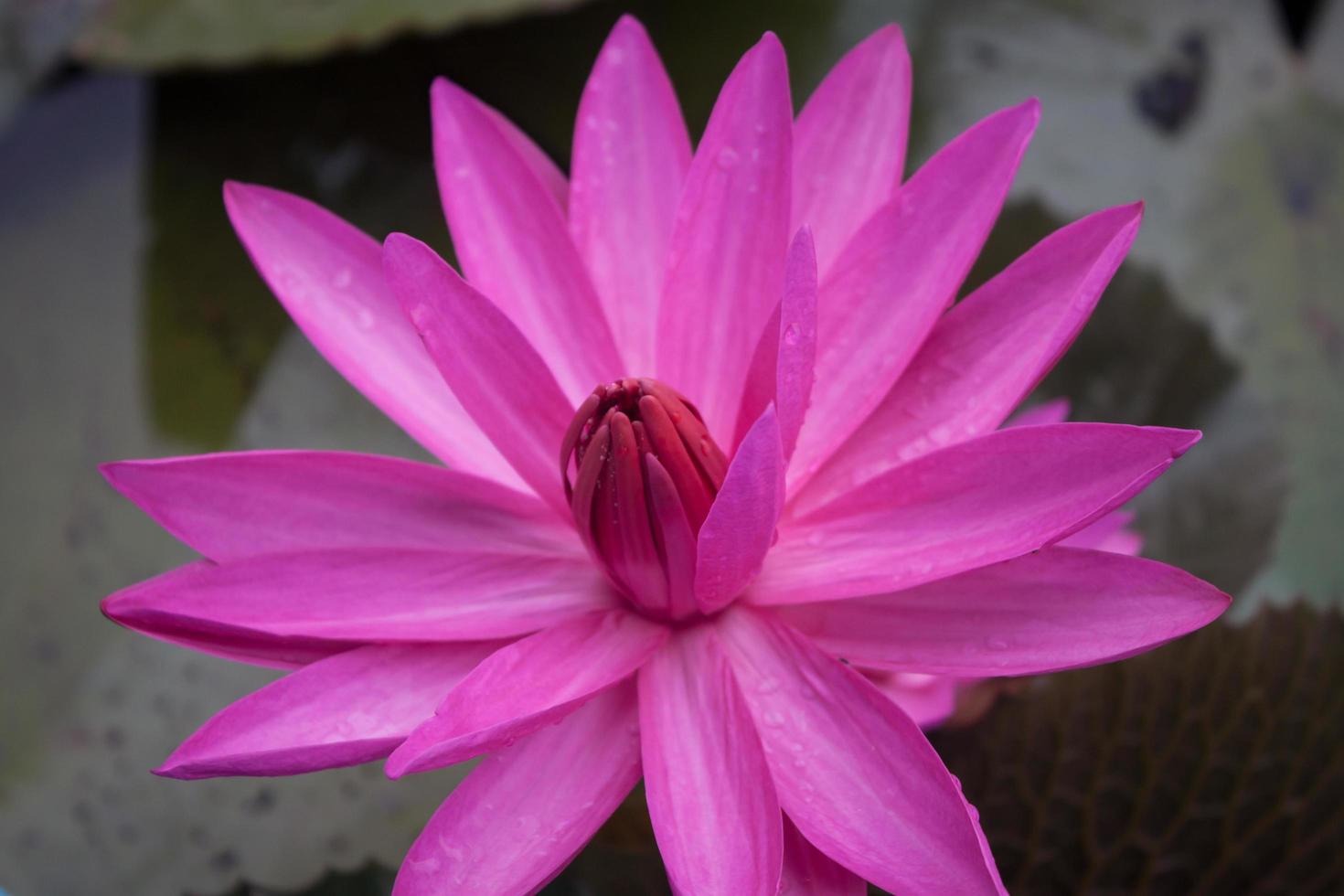 close-up van een roze lotus foto