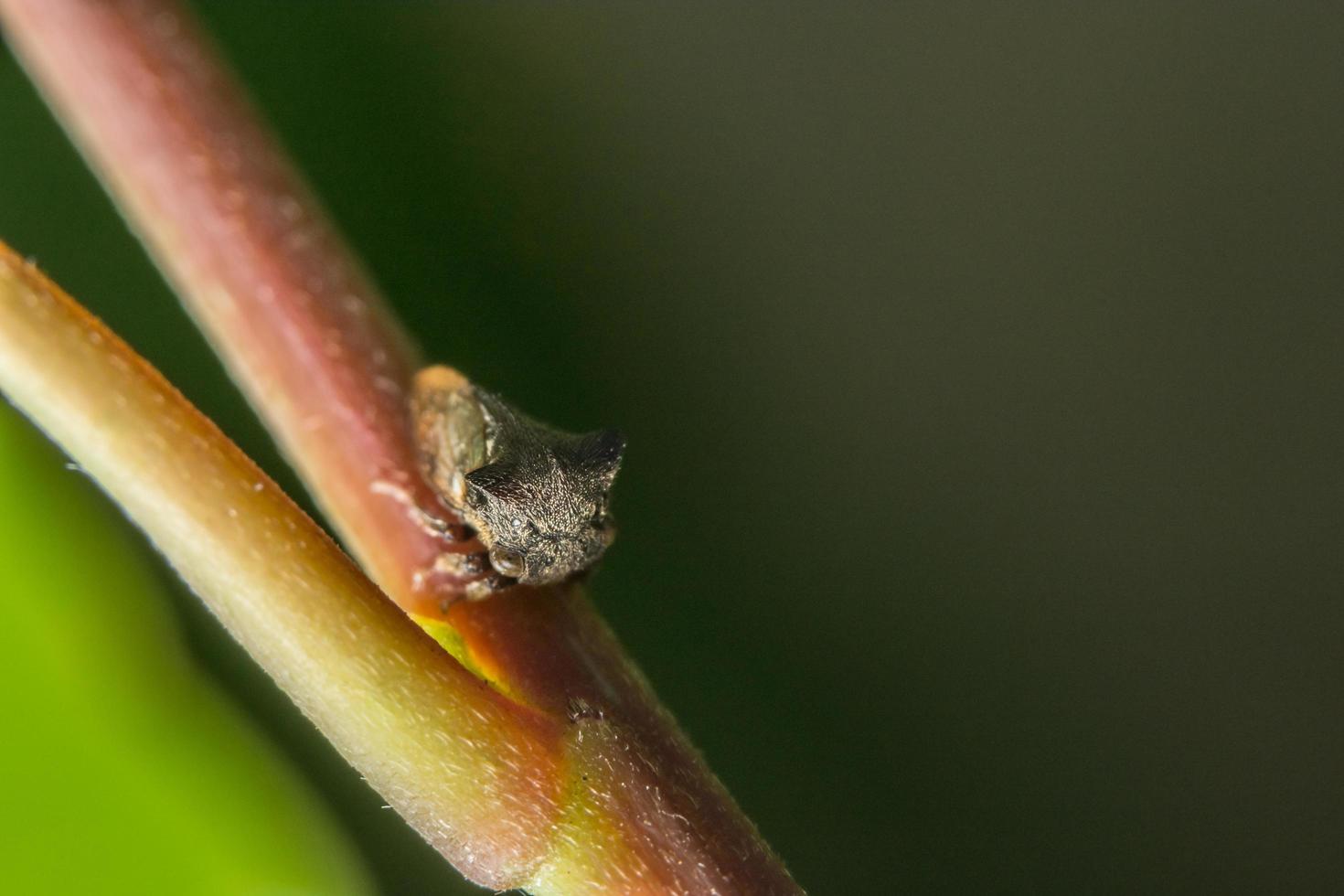 vreemde treehopper op een plant foto