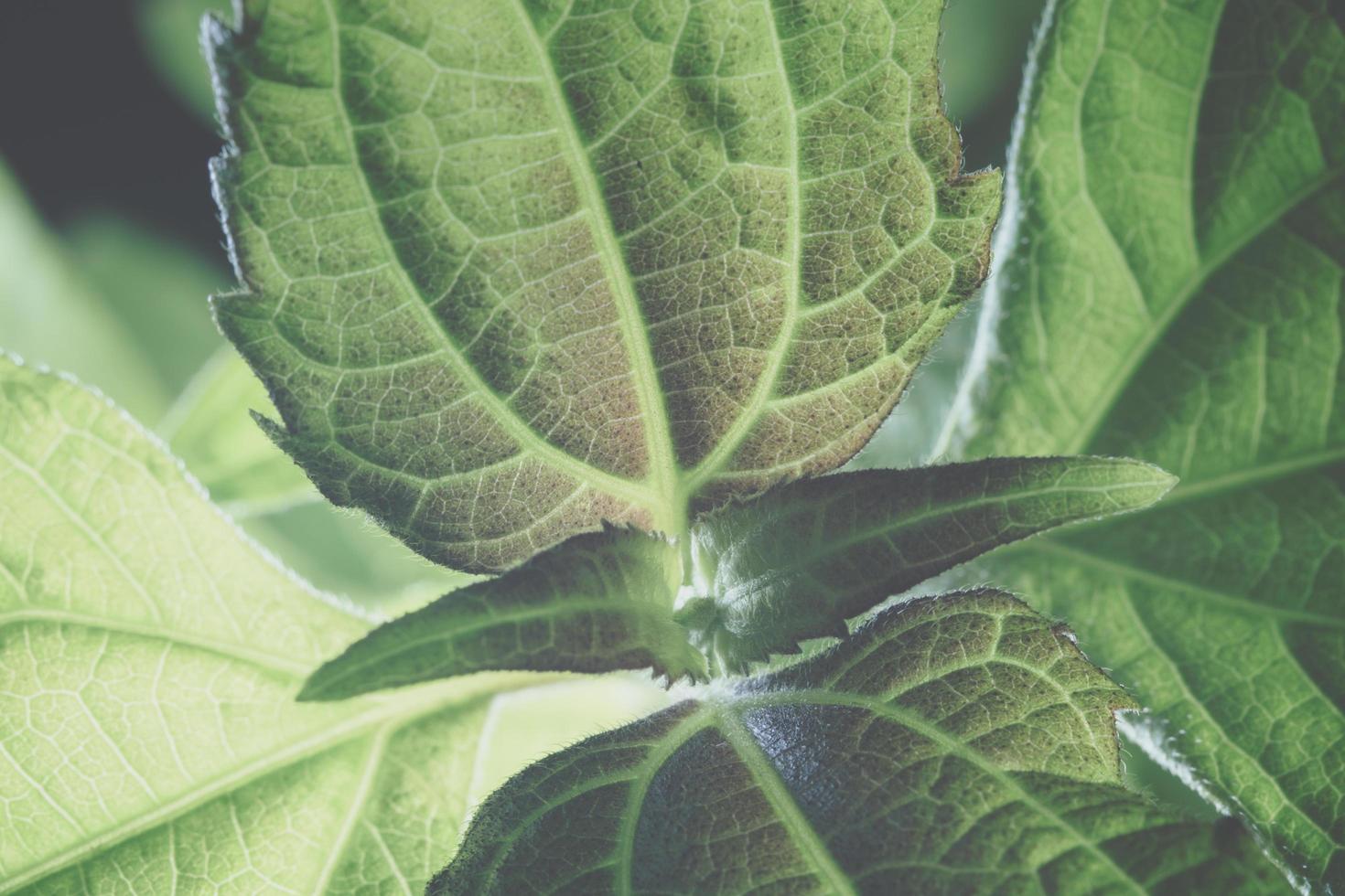 groene blad achtergrond, close-up foto