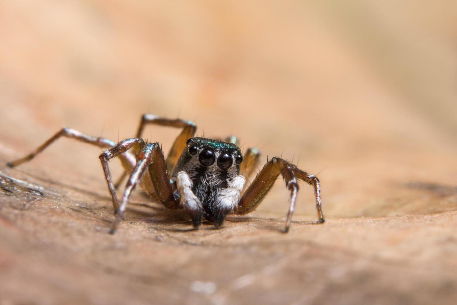 bruine spin op een droog blad foto
