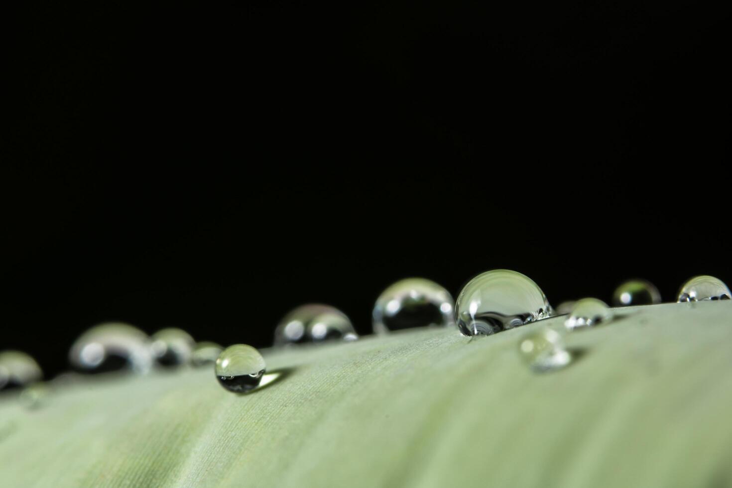 waterdruppels op een plant foto