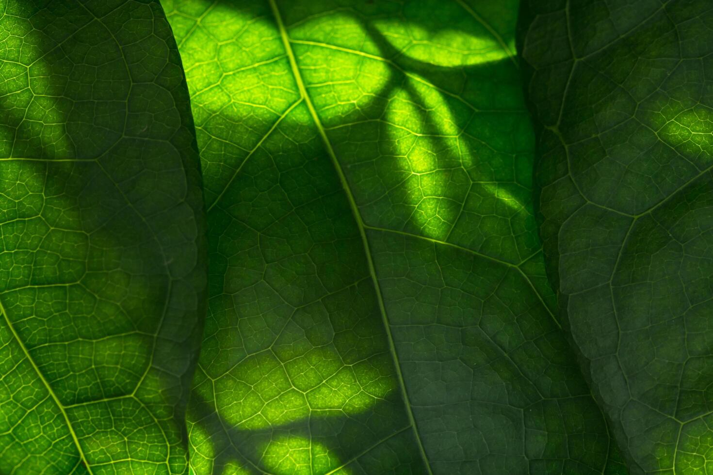 groene bladachtergrond foto