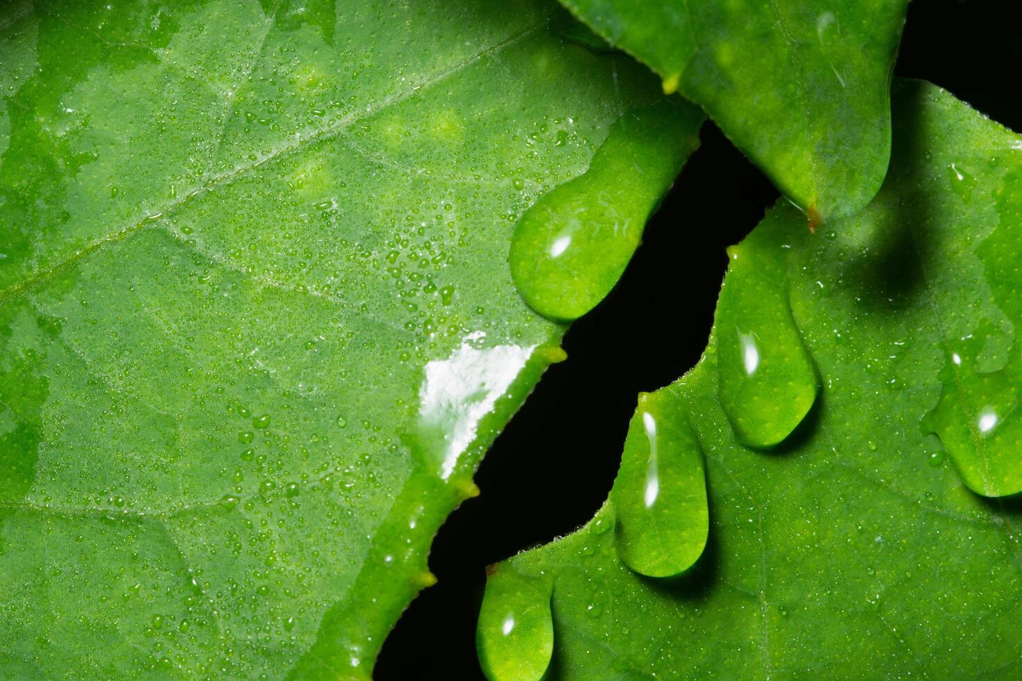 groene bladachtergrond foto