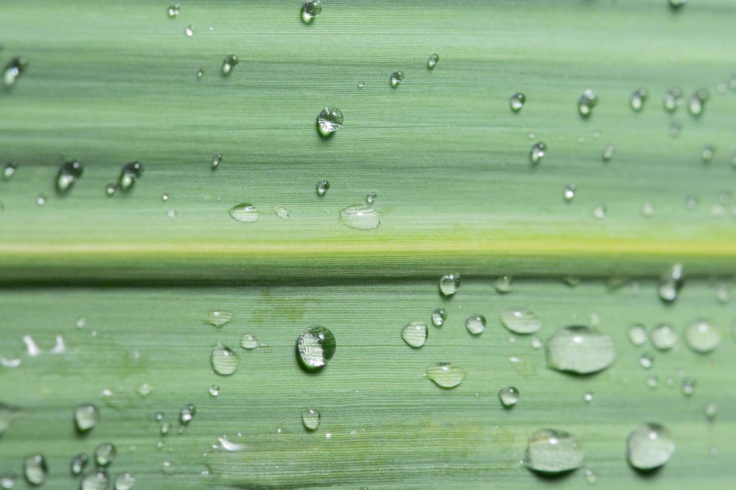 groene bladachtergrond foto