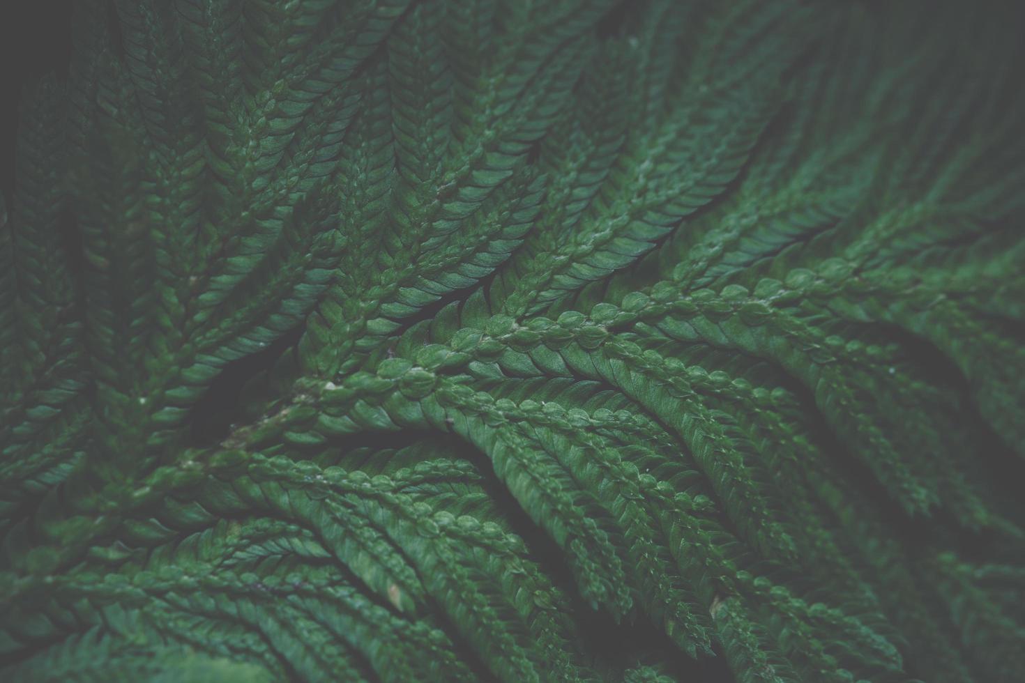 groene blad achtergrond, close-up foto