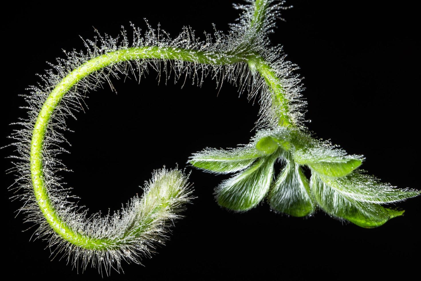 groene plant op zwarte achtergrond foto