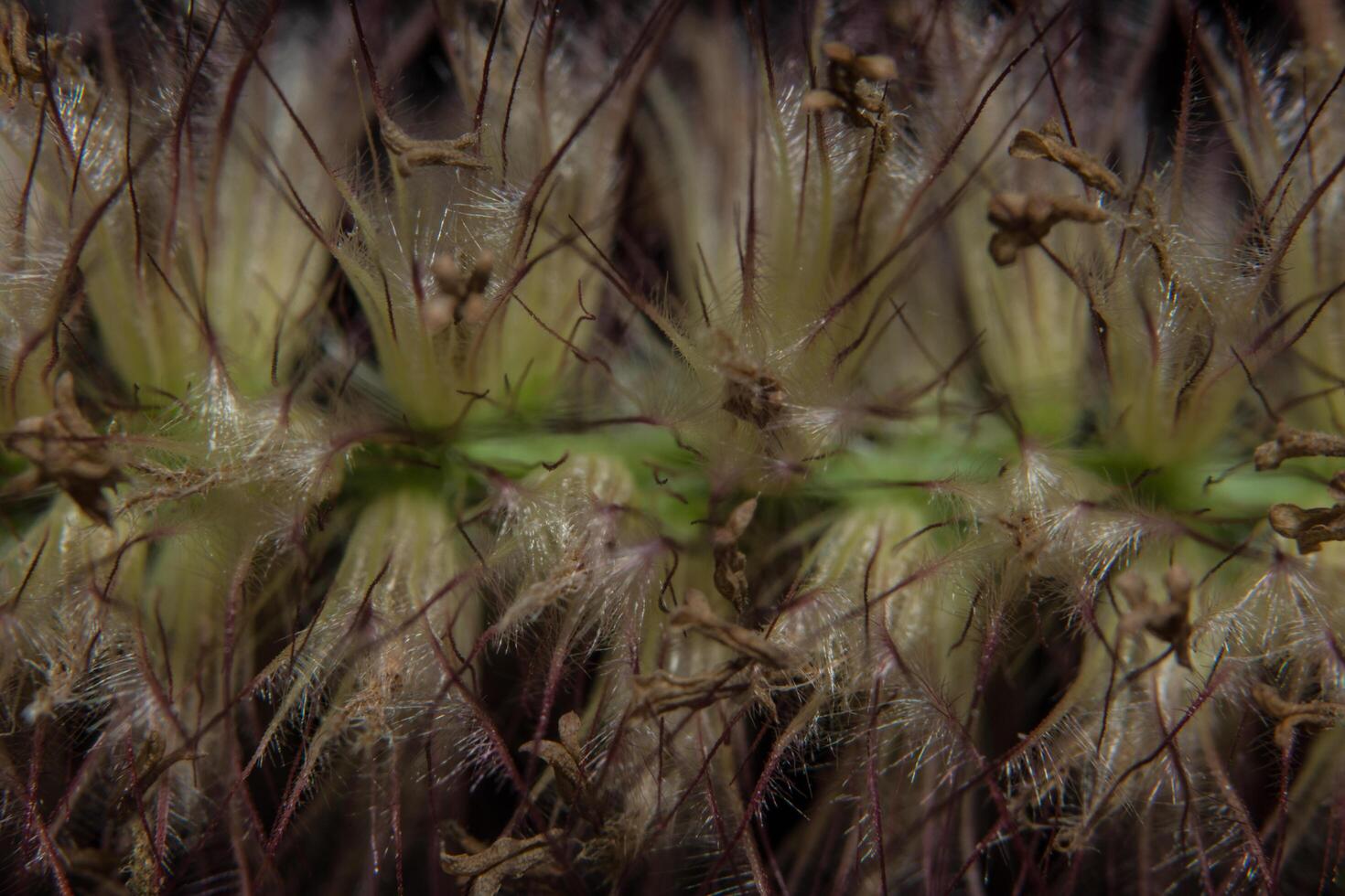 Wildflower close-up foto