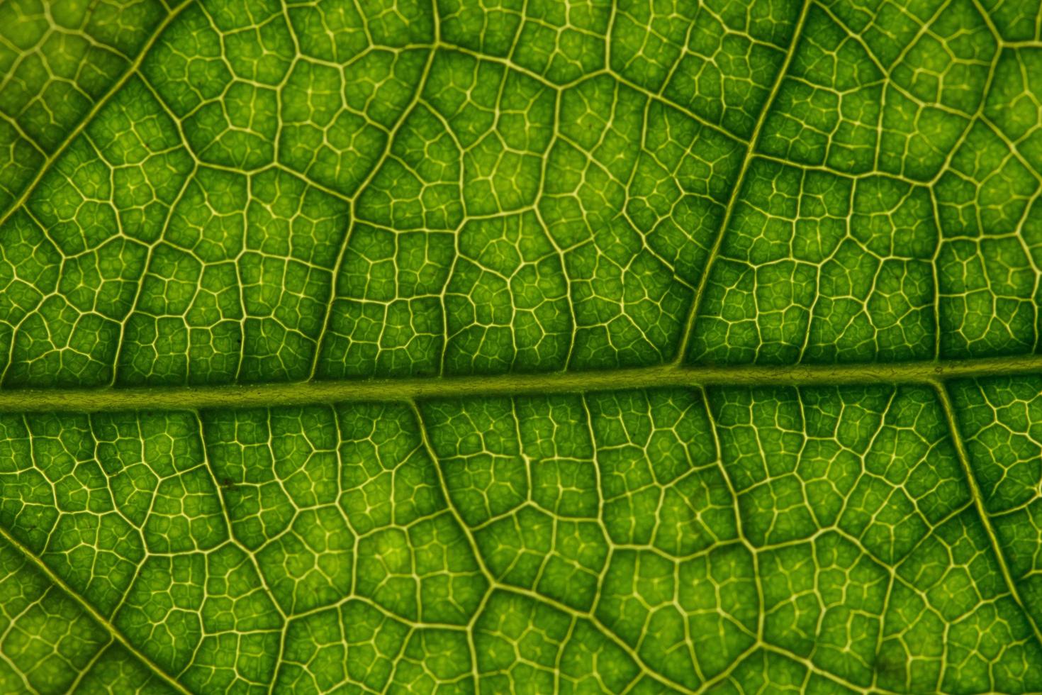 groene bladachtergrond foto