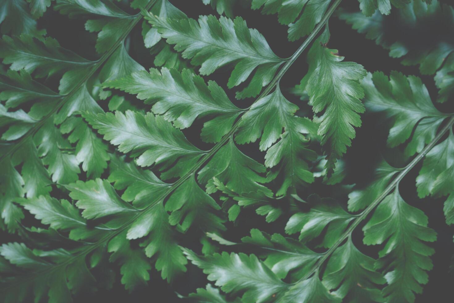 groene blad achtergrond, close-up foto