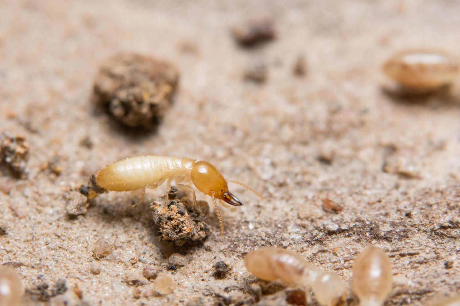 macro-termieten voeden zich foto