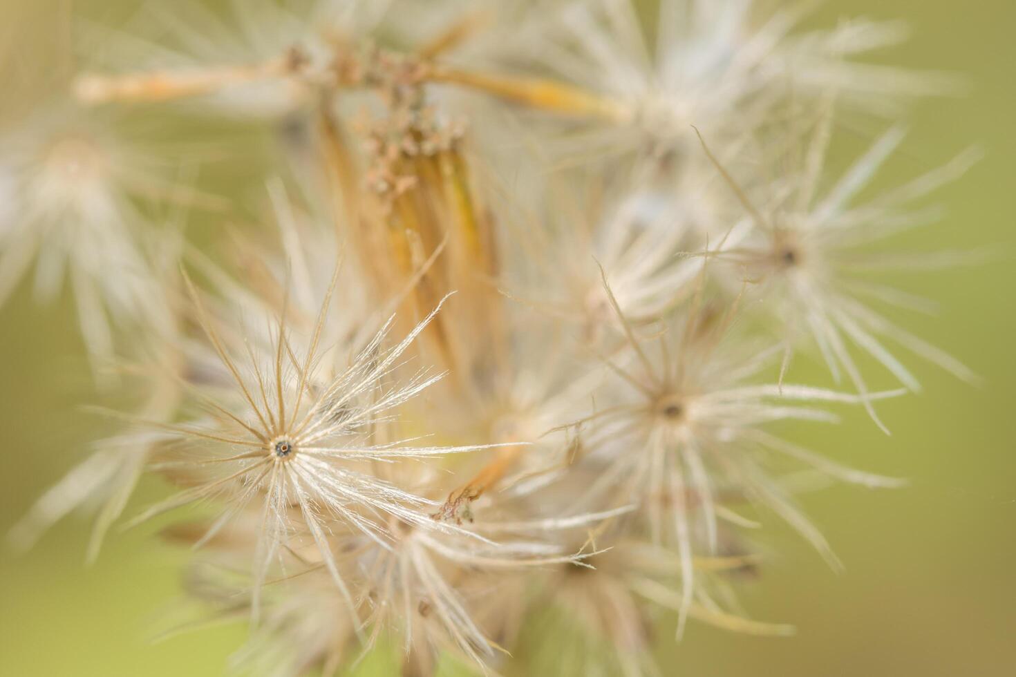 achtergrond macro wildflower foto