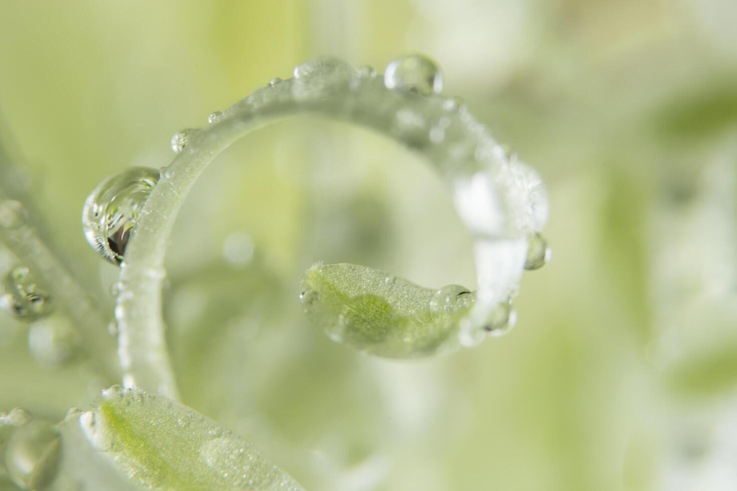 waterdruppels op een plant foto