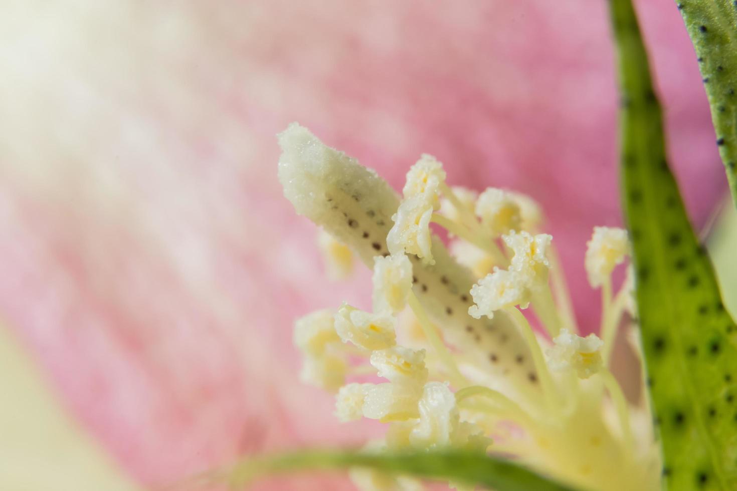 Wildflower close-up foto