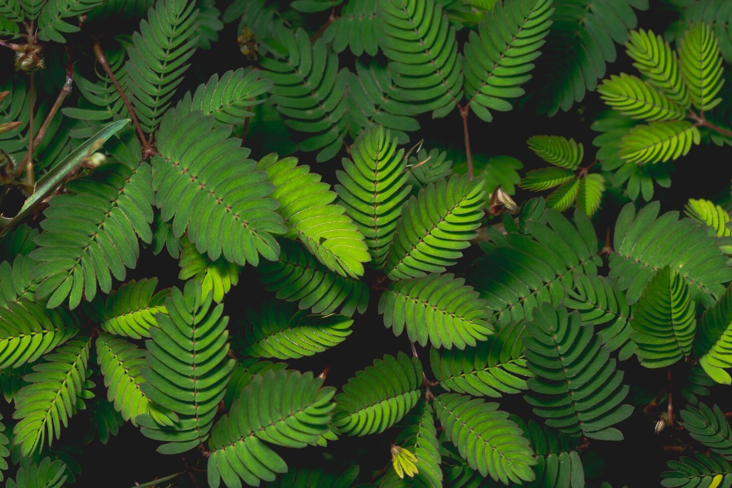 groene natuur achtergrond foto