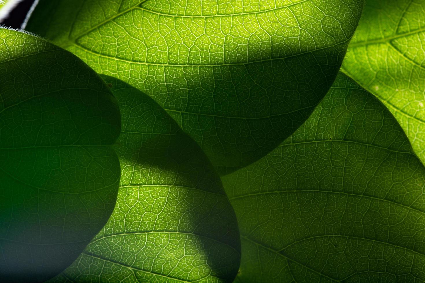 groene blad achtergrond, close-up foto