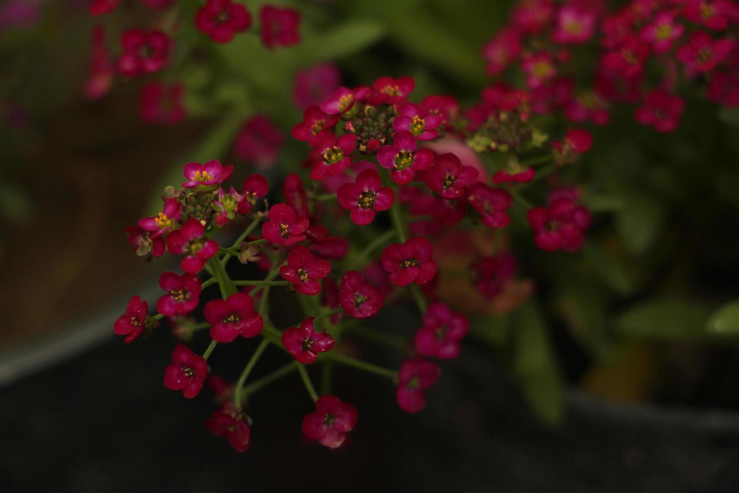 donkerroze bloemen in de tuin foto