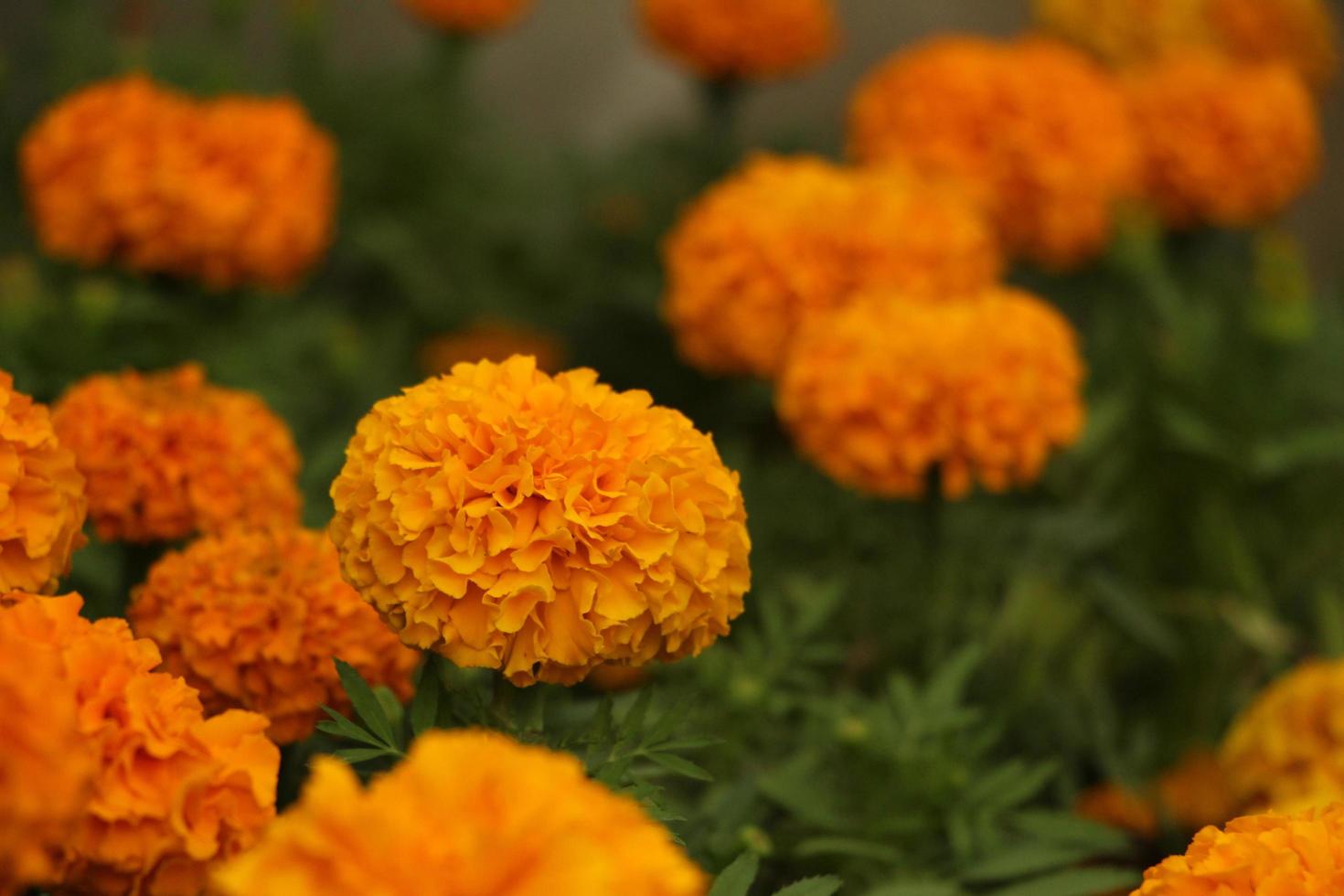gezwollen oranje bloem foto