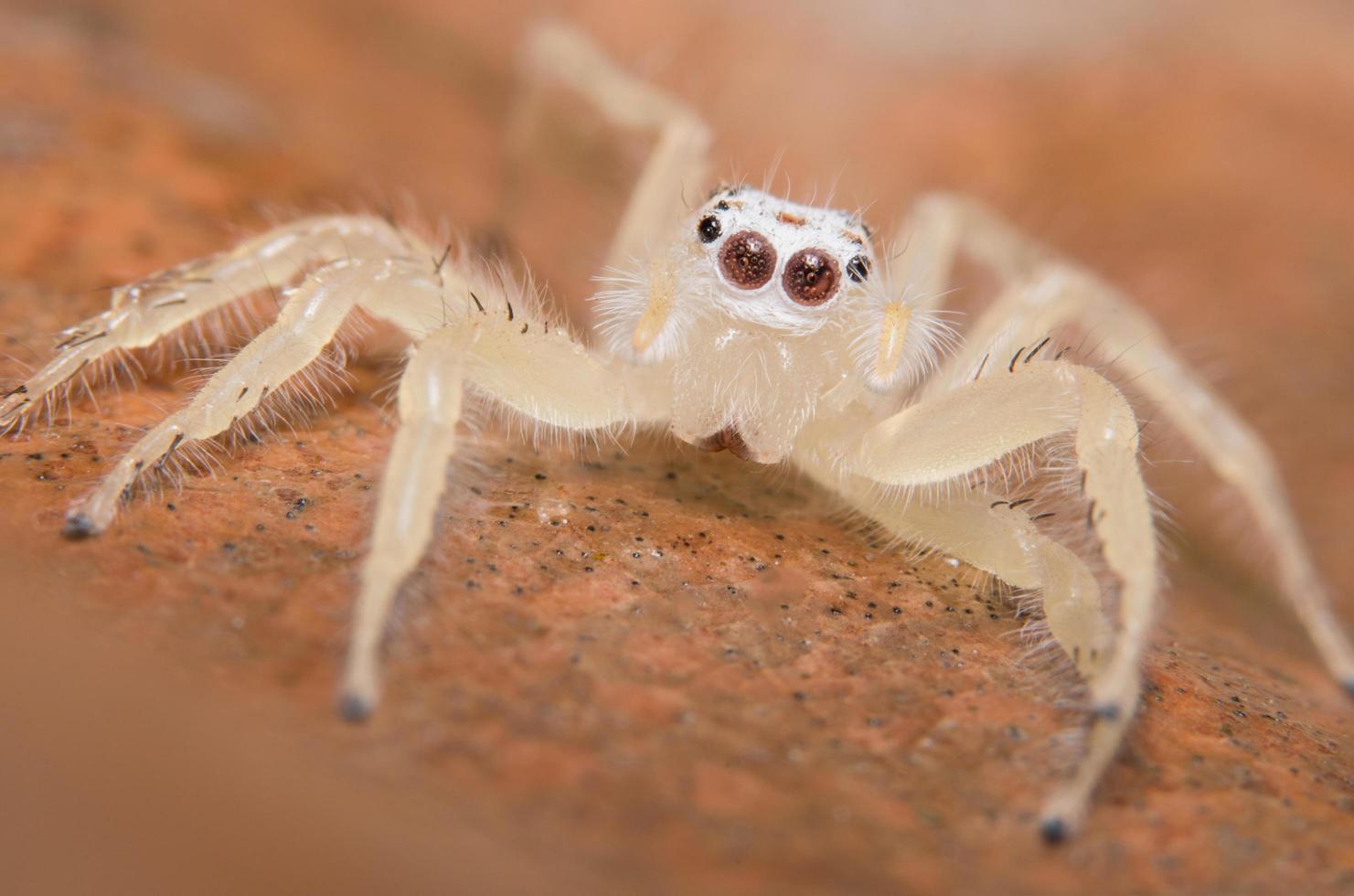 spin op de grond foto