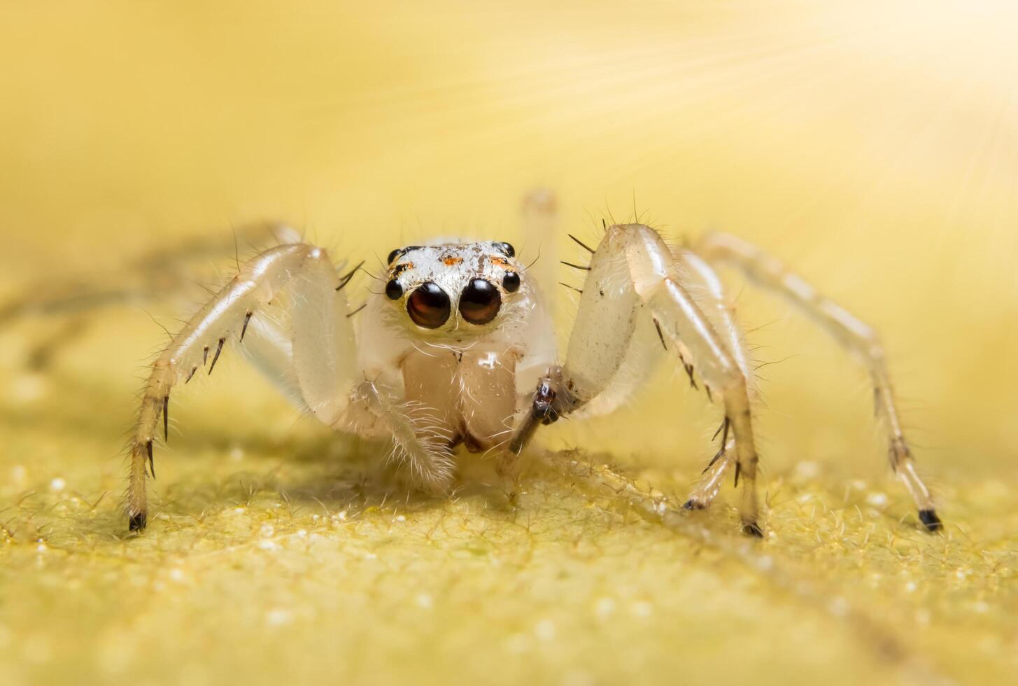 spin op een nat oppervlak foto