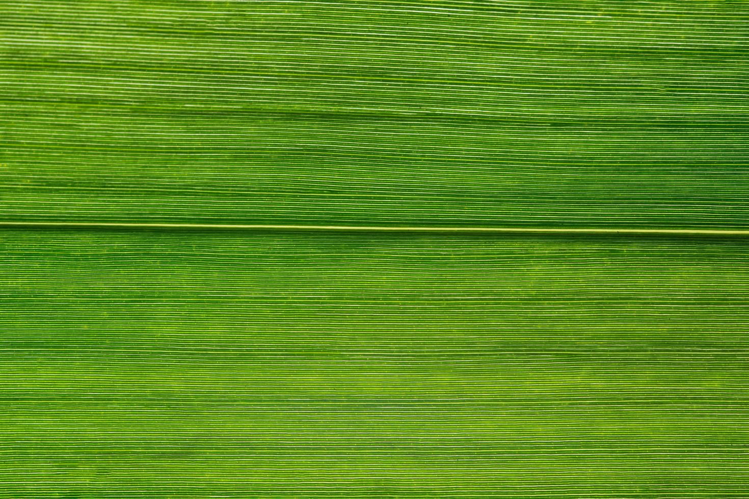 groene bladachtergrond foto